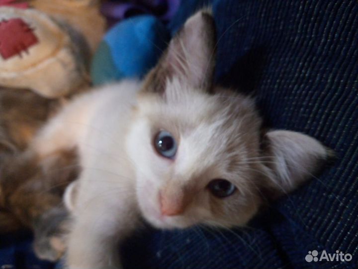 Малышка ищет дом, где ласка и любовь