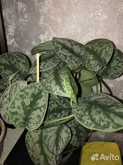 Сциндапсус пиктус треби