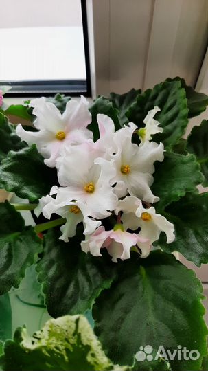 Сортовые фиалки цветущие