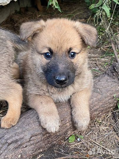 Собака в добрые руки щенок