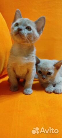 Бурманские котята лиловый объявление продам