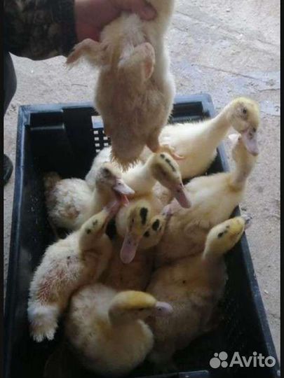 Муларды,Утки