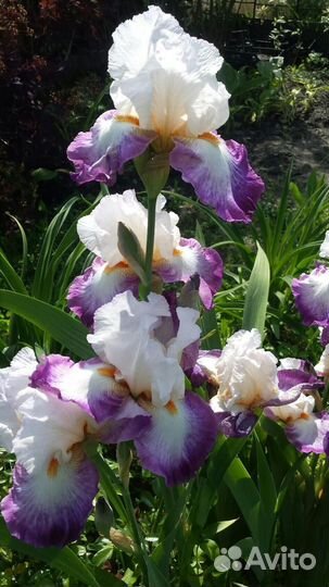 Ирисы бородатые- альбом №1