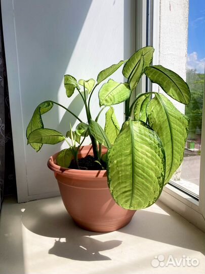 Диффенбахия