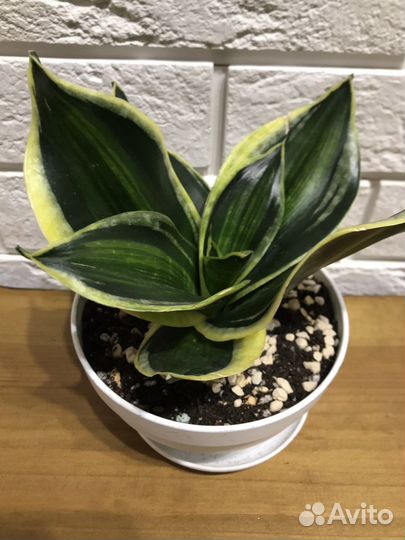 Сансевиерии Пагода стриата, Сил.Перрот, Муншайн
