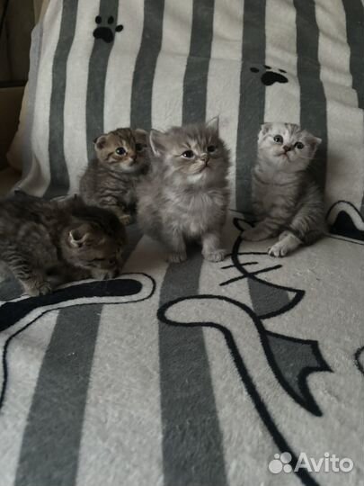 Кошки