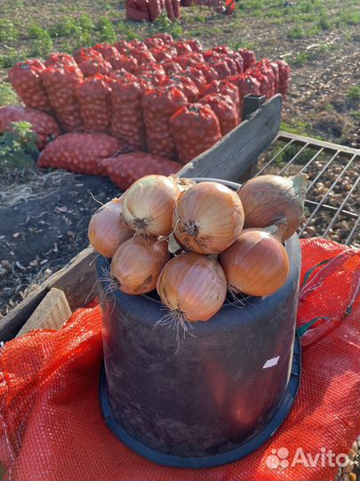 Лук репчатый