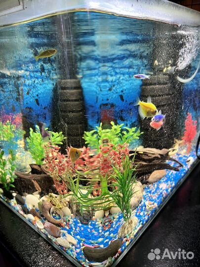 Аквариум с рыбками