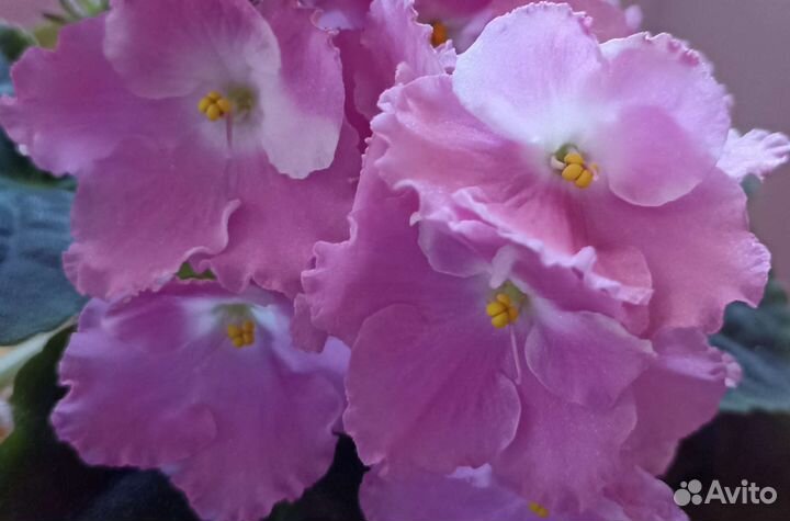 Фиалка сортовая