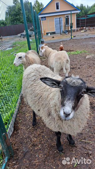 Баранчики и овечки живым весом
