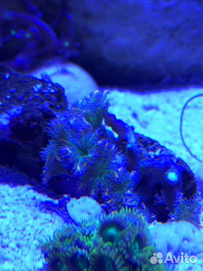 Морской аквариум