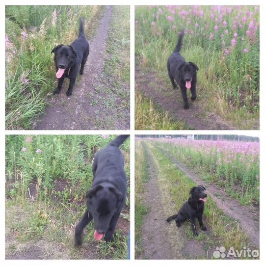 Собака в добрые руки отдам бесплатно