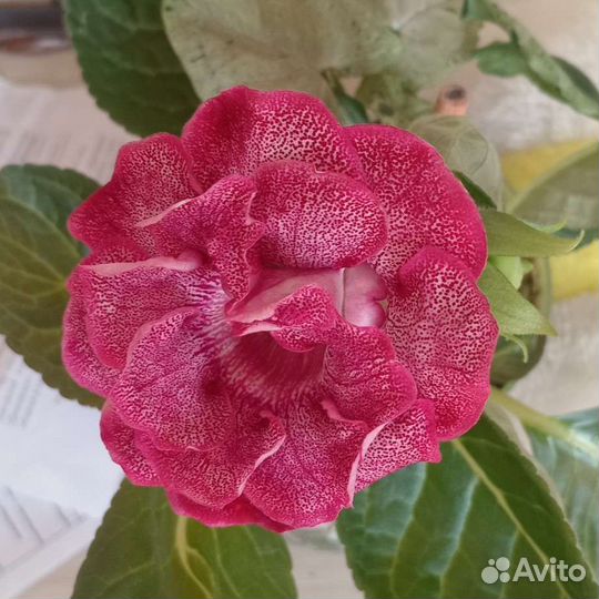 Набор Фикус регидан, глоксинья