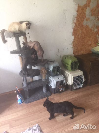 Кошки и коты