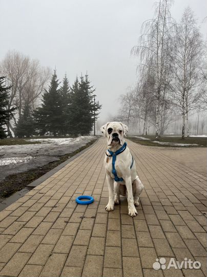 Шлейка ZEE.DOG neopro blue h-harness