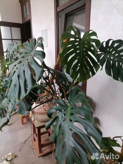 Пролается Монстера