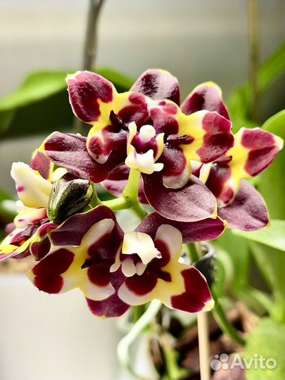 Фаленопсис бабочка Yaphon Star Dimond