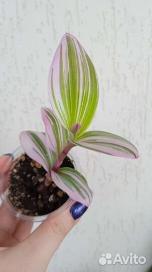 Комнатные растения цветы