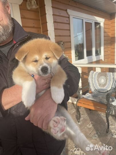 Собака акита ину щенки
