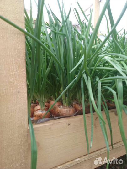 Лук зелёный