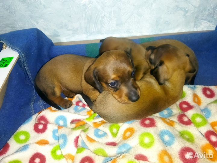 Щенки таксы