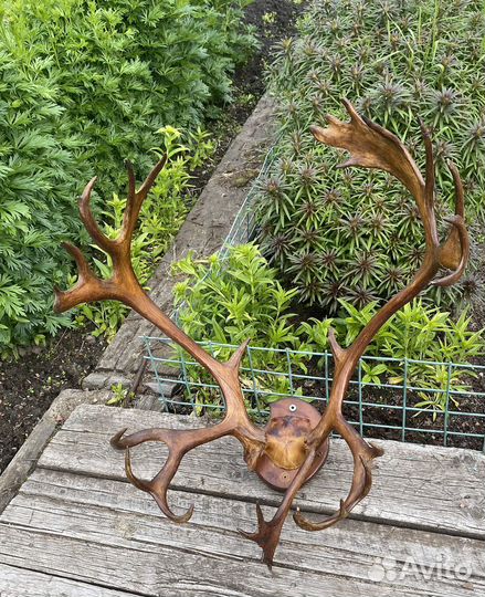 Продам рога оленя