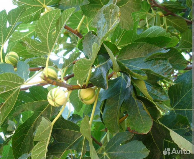 Листья инжира свежие