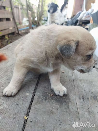 Собаки бесплатно