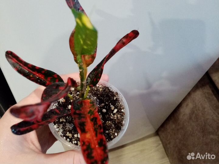 Кротон Батик