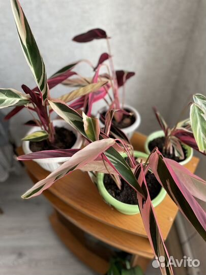 Строманта триколор