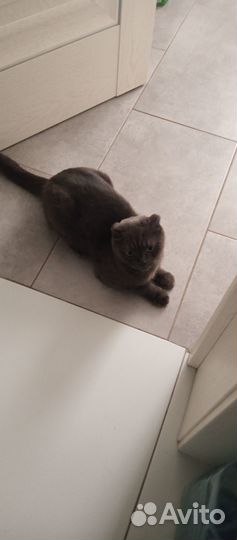 Шотландская кошка
