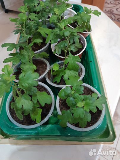 Хризантемы мультифлора