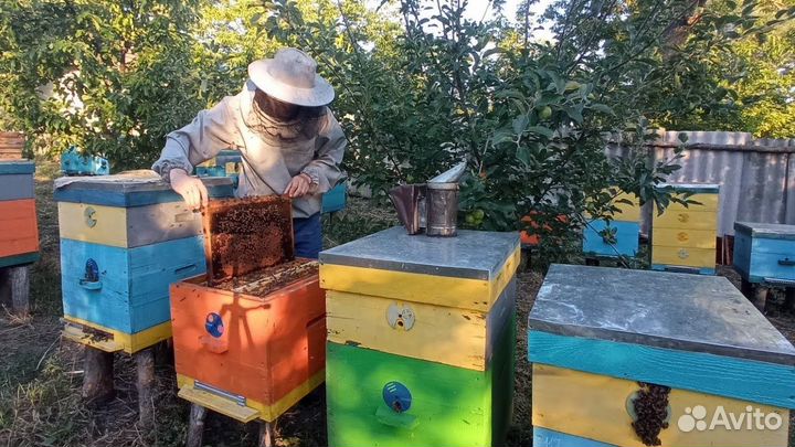 Пчёлы Среднерусской породы (Полноценные семьи)