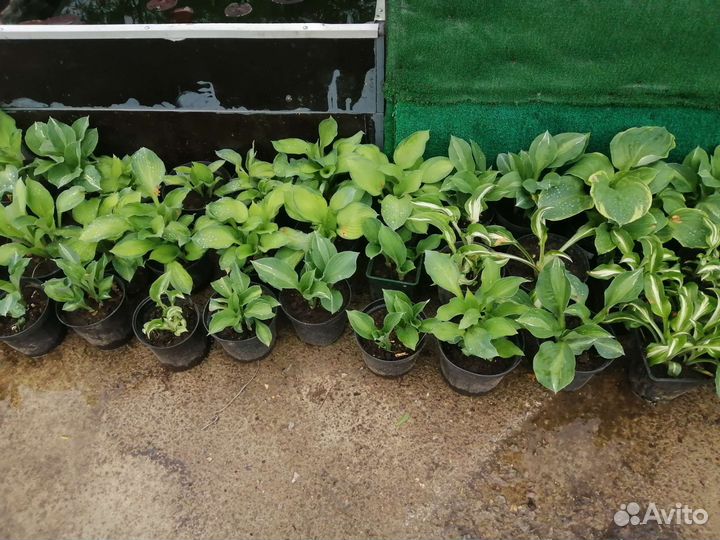 Хоста растение