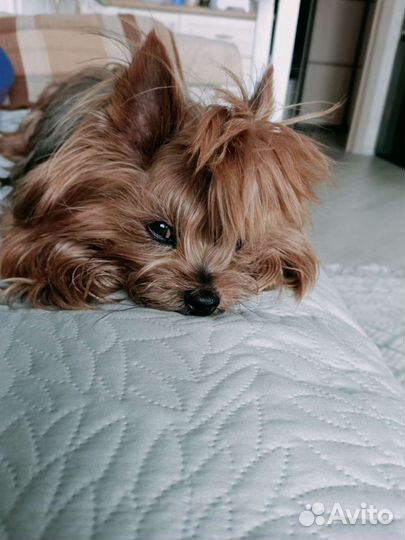 Передержка питомцев(собаки,кошки и др) Прогулки