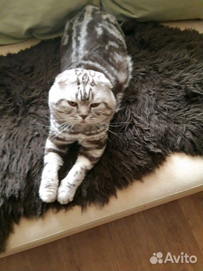Шотландский вислоухий породистый кот на вязку
