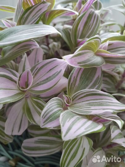 Традесканция розовый холм