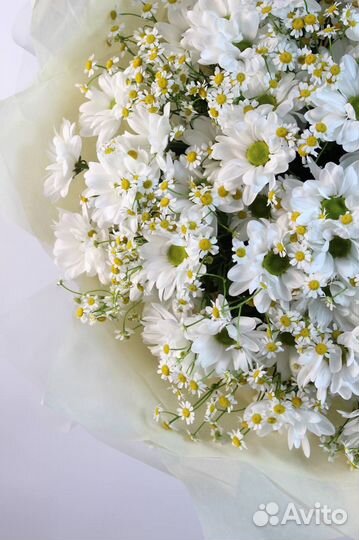 Хризантемы ромашковидные