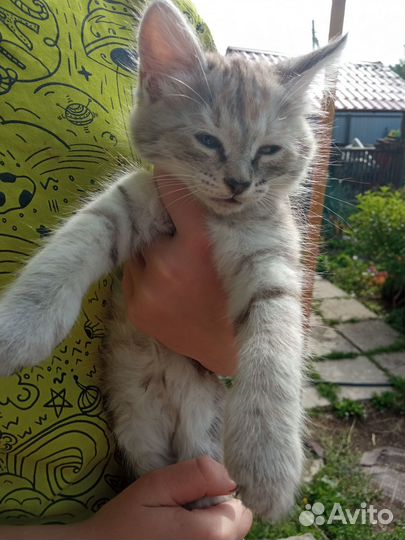 Кошки в добрые руки