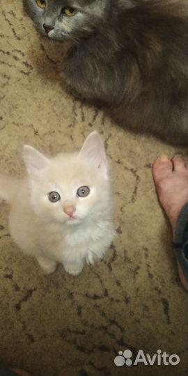 Котята в дар