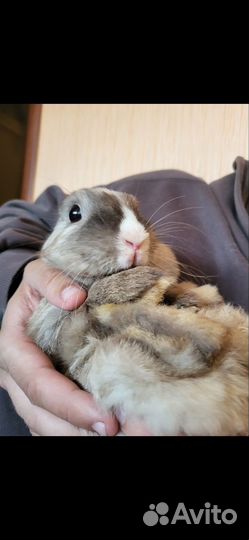 Декоративные кролики