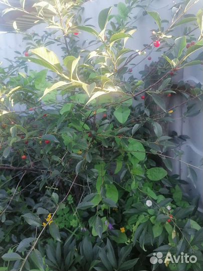 Саженцы вишни