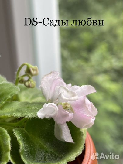 Сортовые фиалки