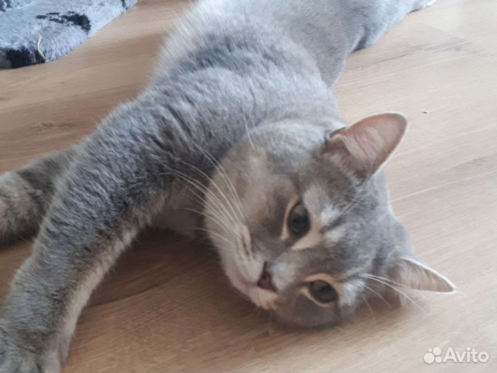 Кот в дар бесплатно