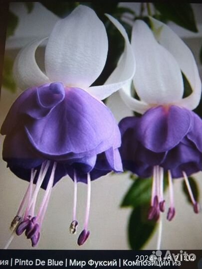 Фуксия сортовая