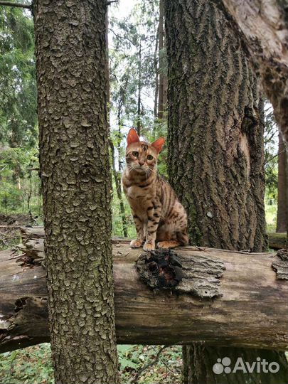 Мейн-кун и бенгал