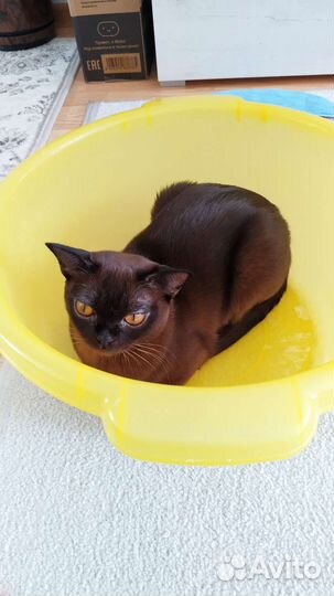 Котята бурмы