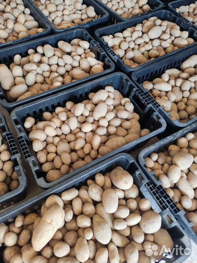 Продам картофель с доставкой