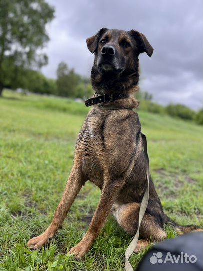 Дружок ищет семью