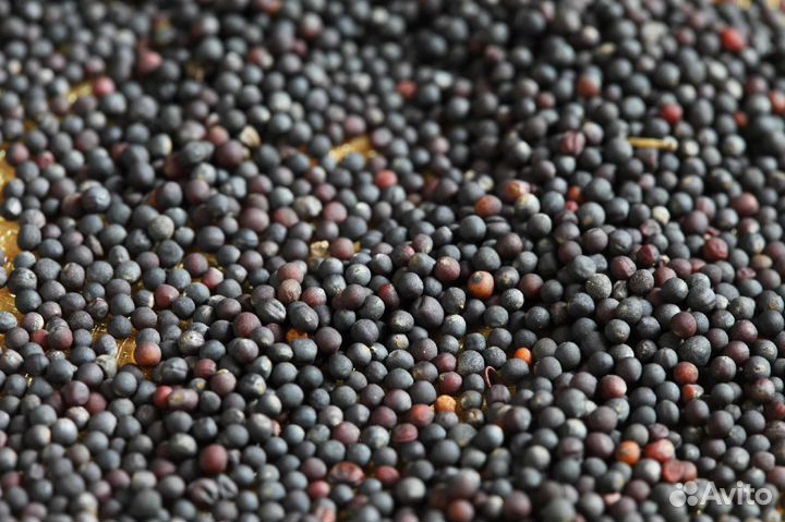 Семена рапса